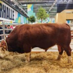 Ein Besuch in der Tierhalle auf der Grünen Woche; hier ein prächtiger Bulle Ein Besuch in der Tierhalle auf der Grünen Woche; hier ein prächtiger Bulle